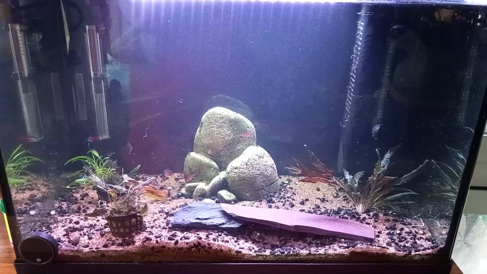 Tetras fish for sale: 30L Fishtank complete with fish and acessories - Video 1