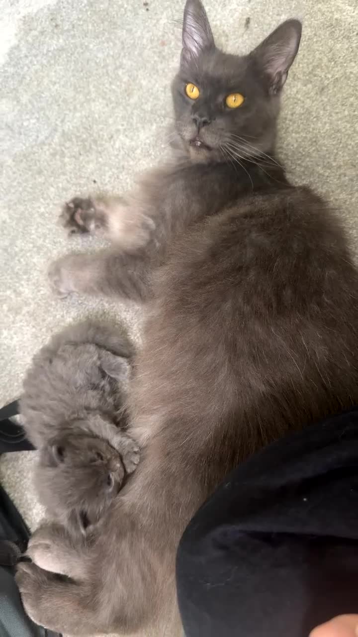 Maine Coon cats for sale: Maine Coon Kittens Russian & European Lines  - Video 1