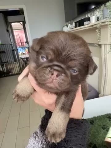 Pug dogs for sale: Kc lilac and chocolate pugs 5 star licensed  - Video 4