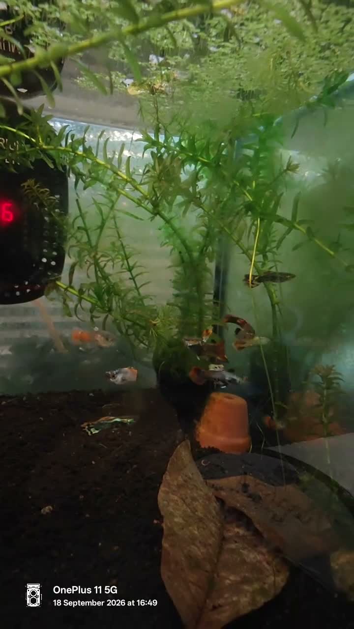 Bettas fish for sale: Giant female betta with  betta foods  in Watford - Video 1