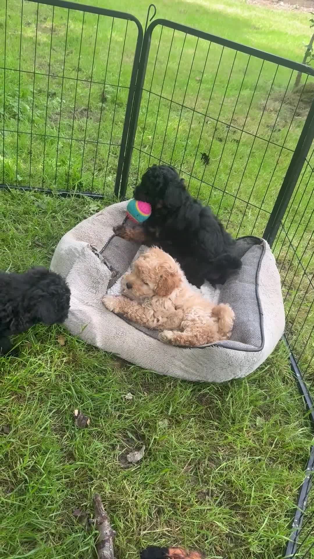 Mixed Breed dogs for sale:  STUNNING RARE  PHANTOM TOY X MINITURE POODLE - Video 1