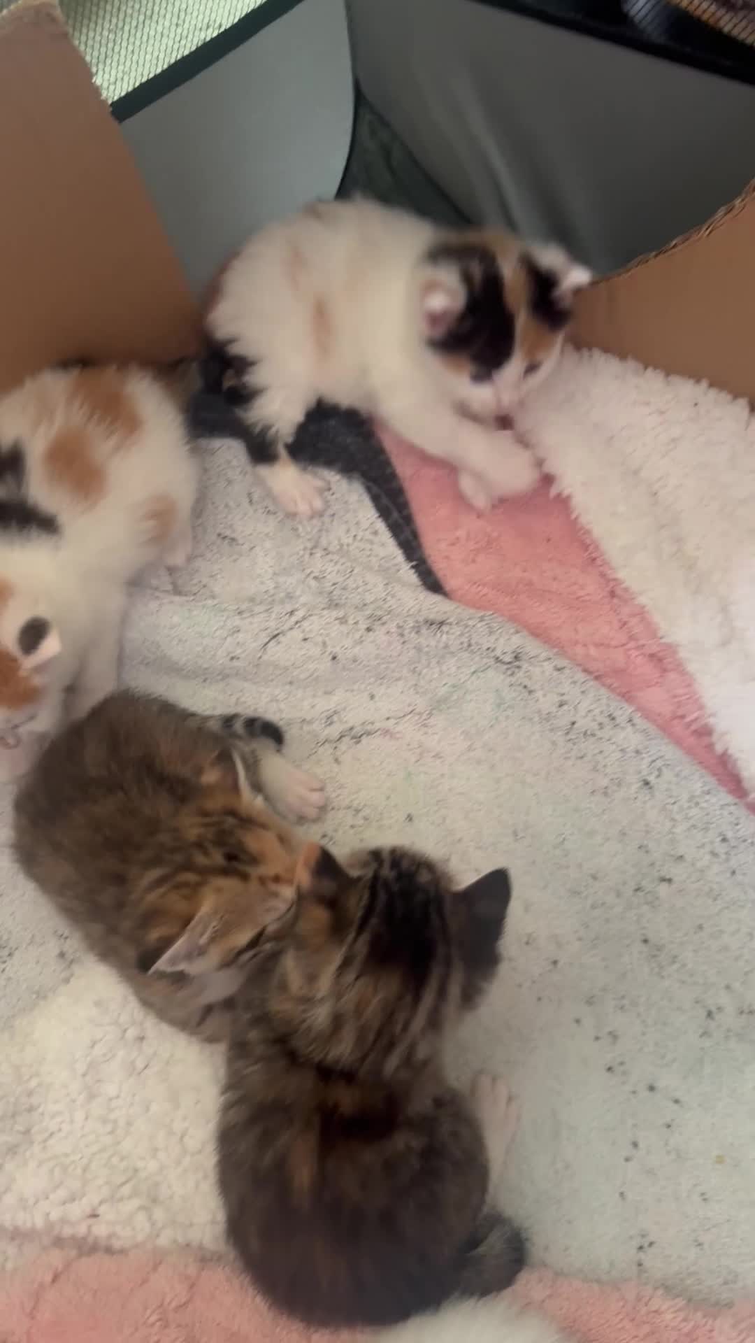 Mixed Breed cats for sale: 5 fabulous kittens for sale… - Video 2