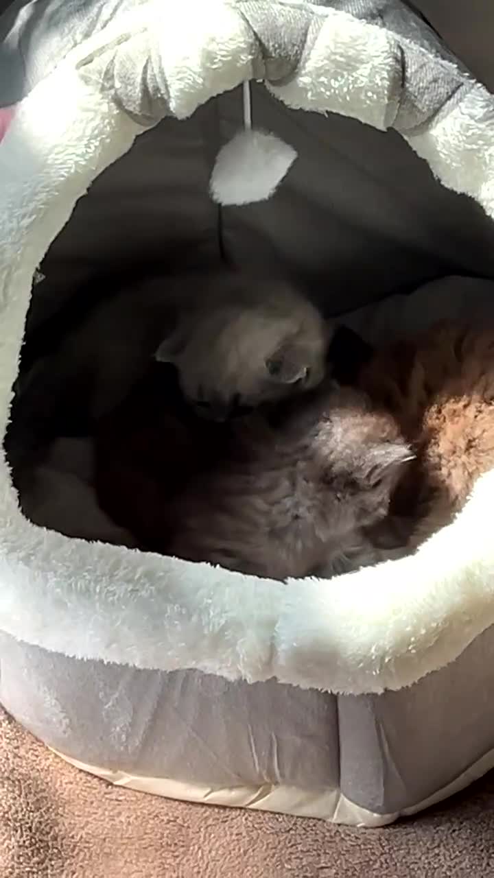 British Shorthair cats for sale: BSH Kittens - Video 1