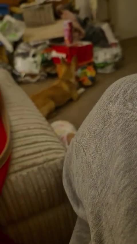 Pomchi dogs for adoption: ✨Meet NIRVANA, a Beautiful Lady for a Loving Home✨ in Nottingham - Video 2