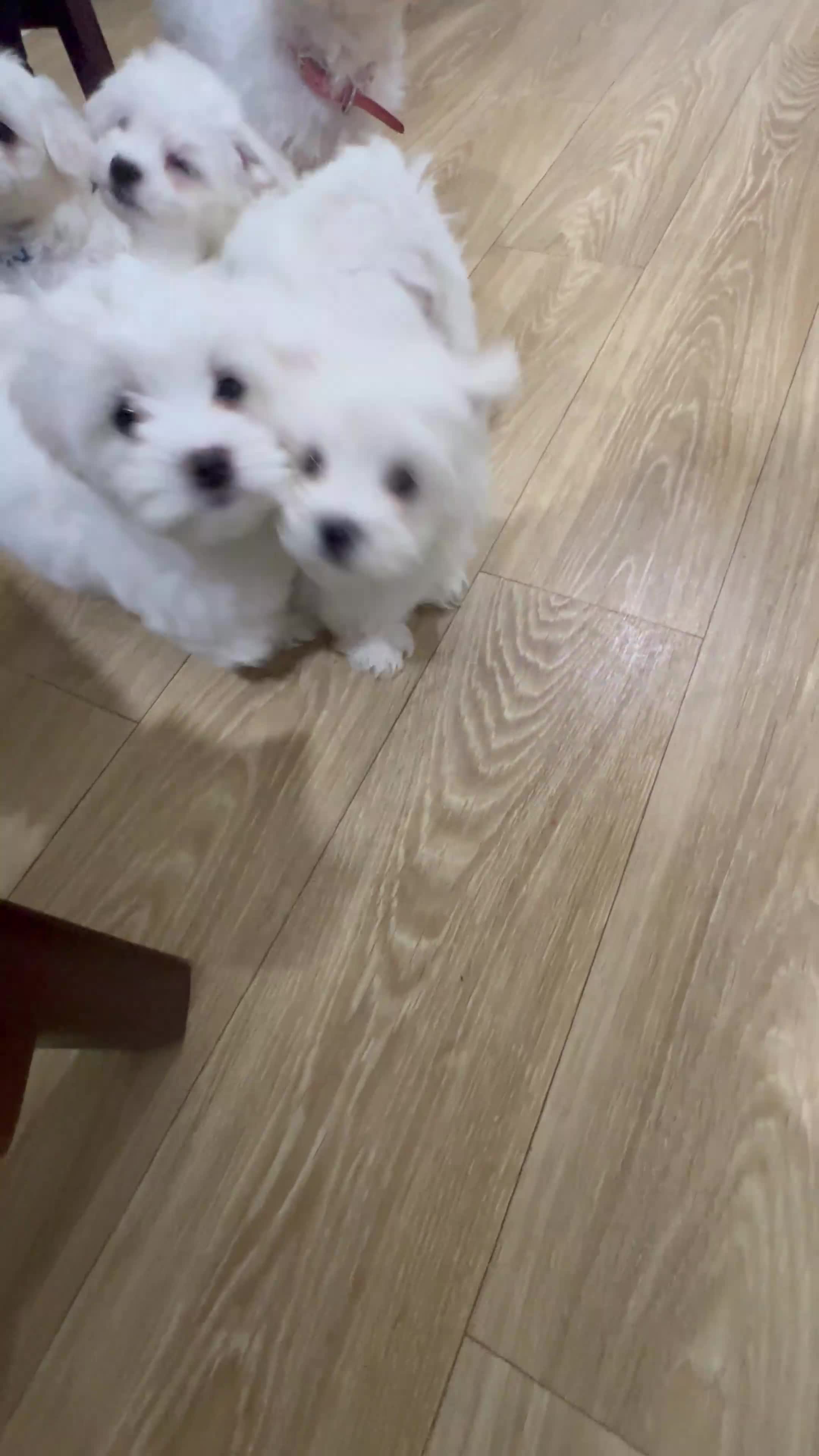 Maltese dogs for sale: Maltese Puppies - Video 1