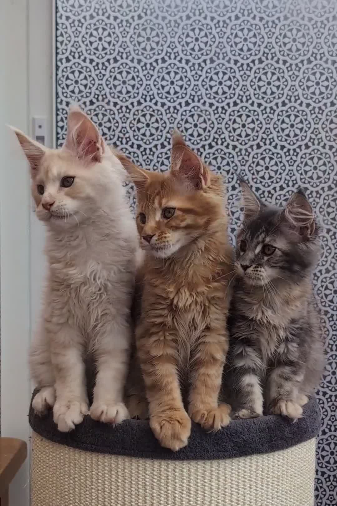 Maine Coon cats for sale: Stunning Tica registered Maine coons - Video 1