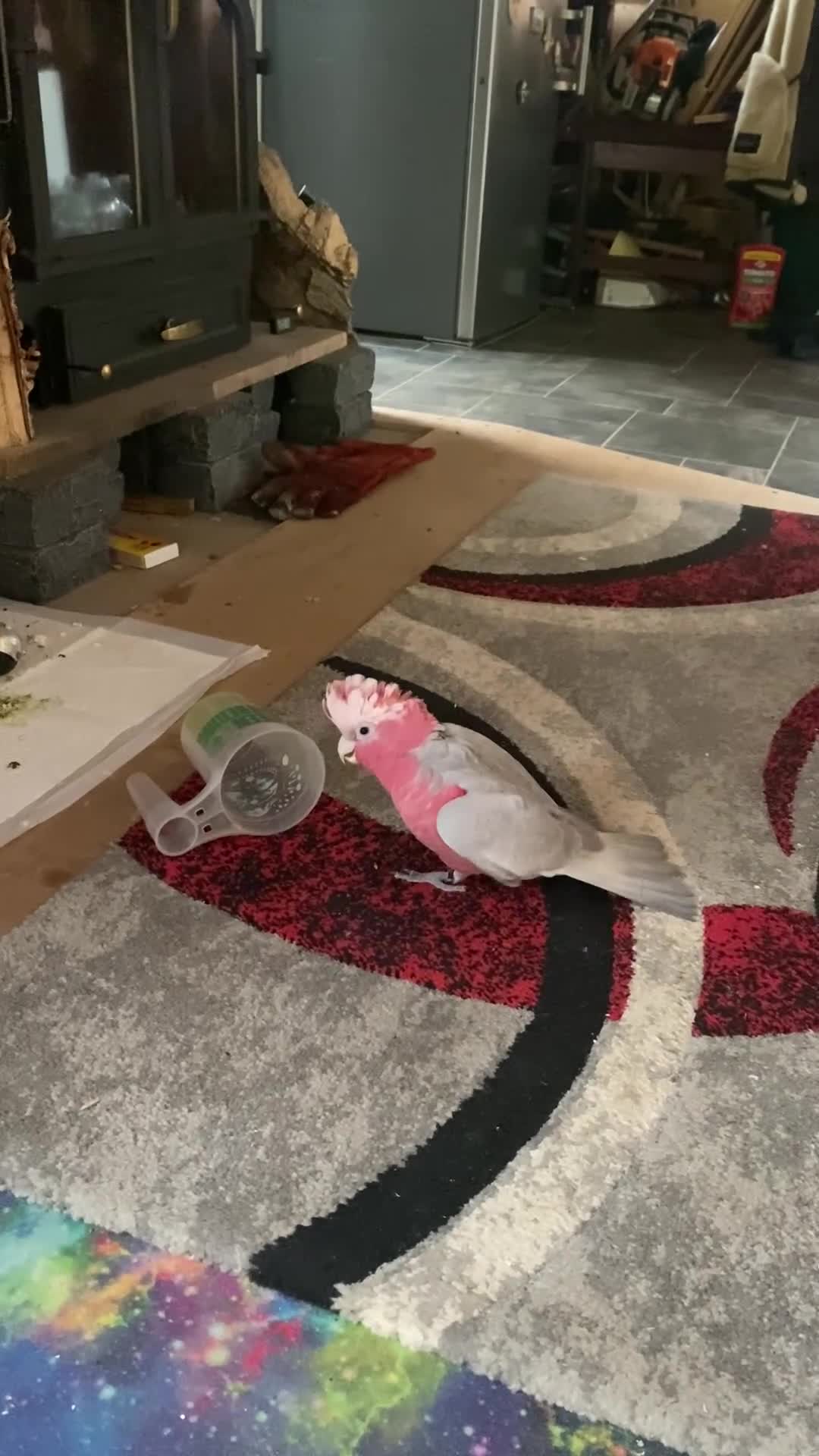 Cockatoo birds for sale: 10 month old male galah cockatoo - Video 2