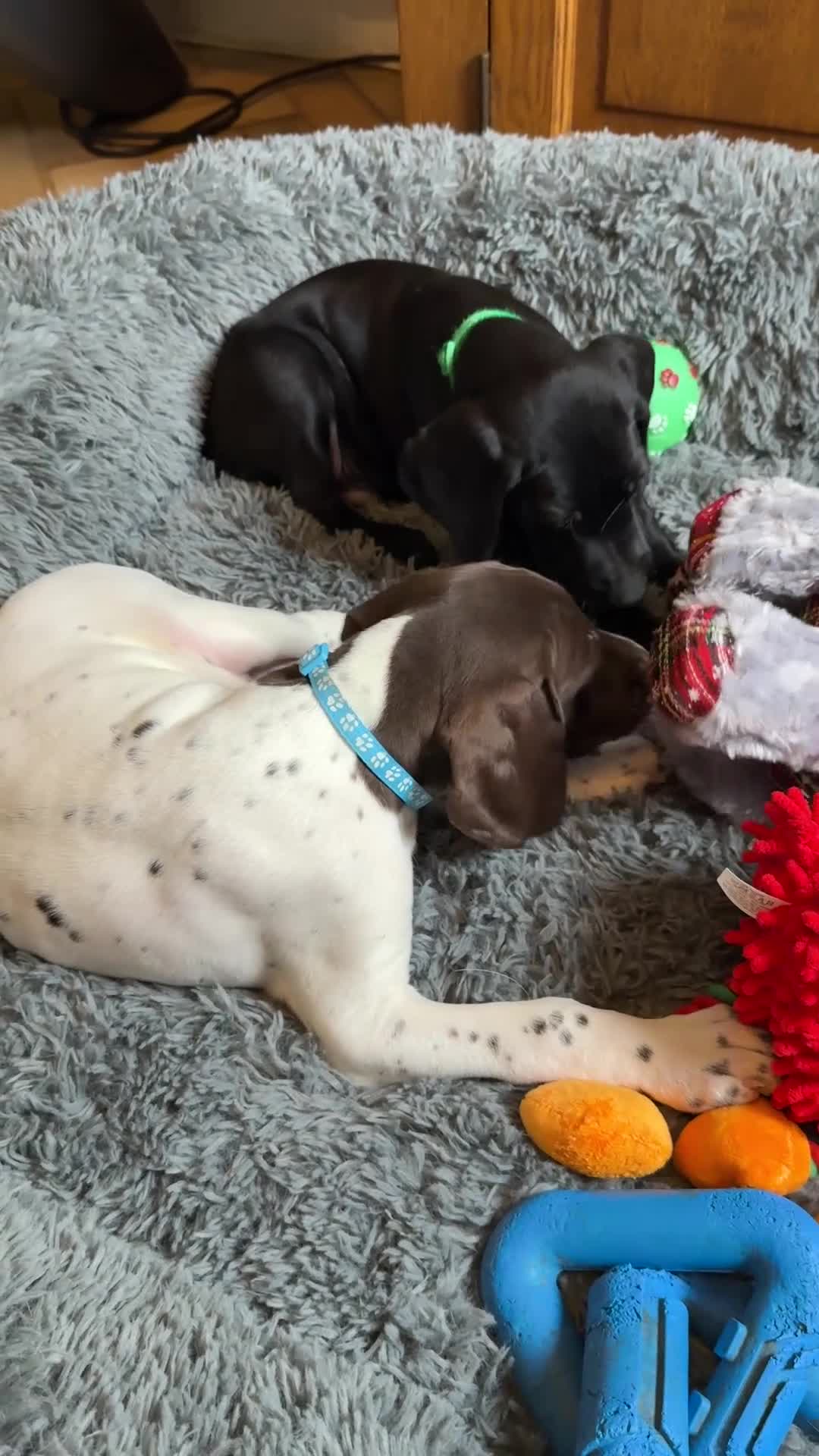 German Shorthaired Pointer dogs for sale: KC GSP Pups Health Tested Parents - Video 1