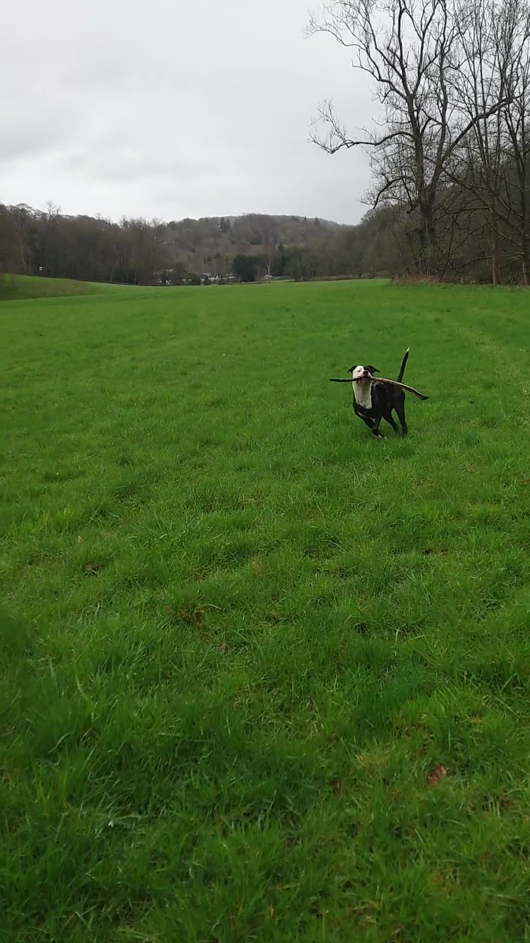 Mixed Breed dogs for sale: Zara needs a loving forever home! - Video 1
