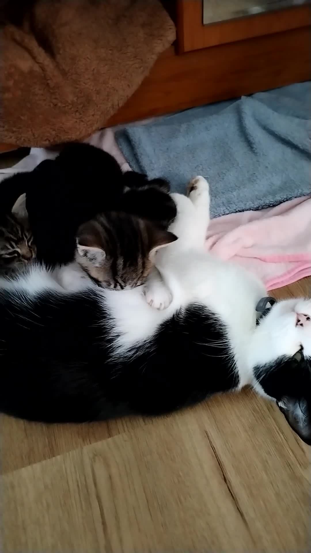 Mixed Breed cats for sale: Beautiful Domestic Shorthair Kittens Ready Soon - Video 1