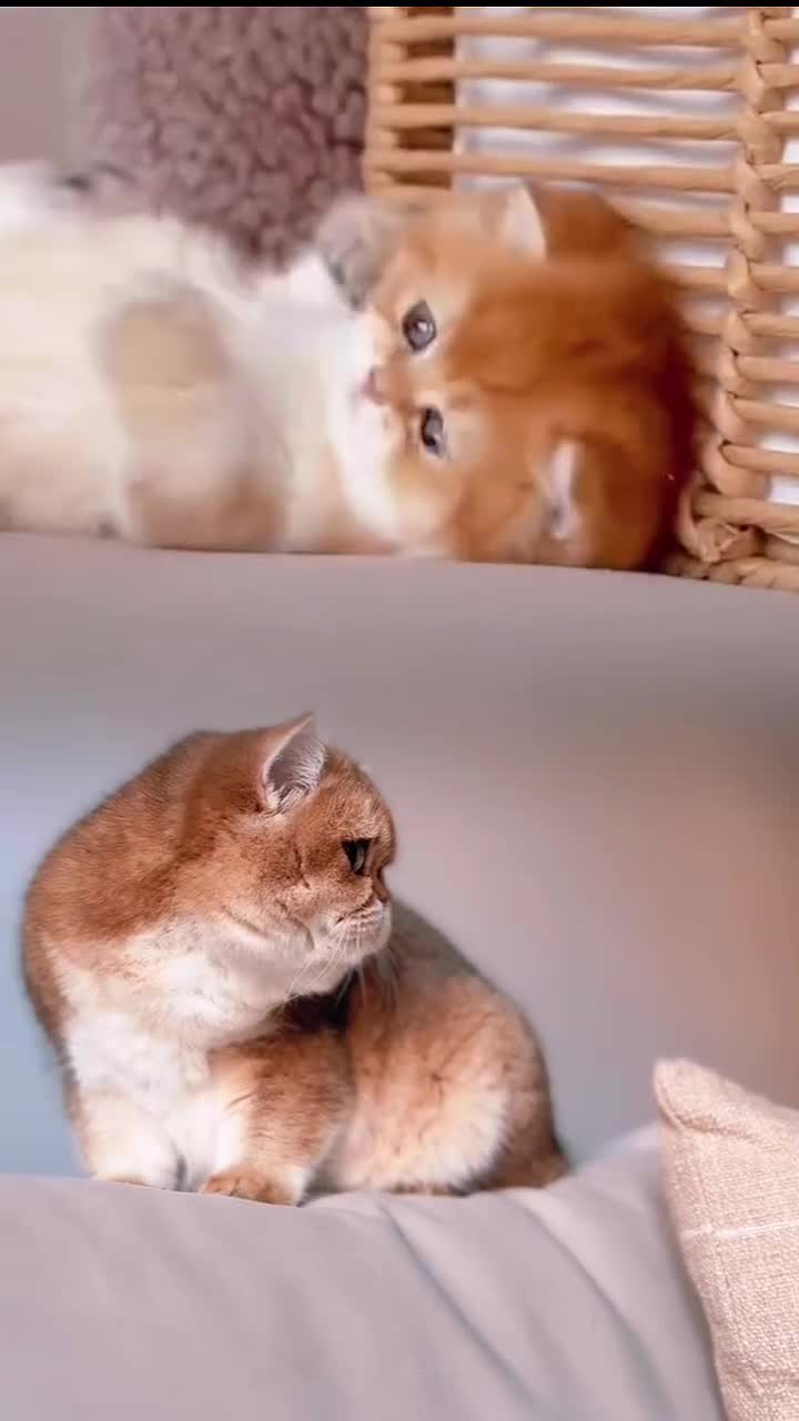 British Shorthair cats for sale: 1 girl available  - Video 2