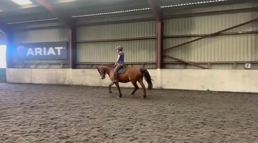 New Forest horses for sale: Fabulous prospects  in Fareham - Video 1