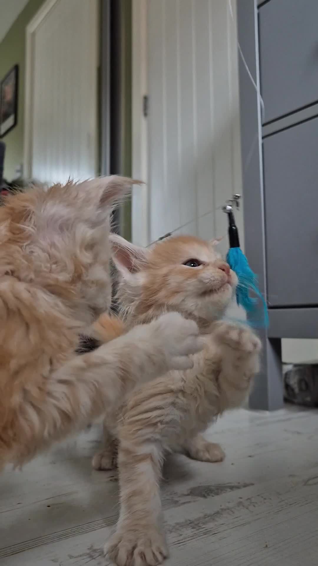 Maine Coon cats for sale: Maine Coon Kittens | TICA Parents | Health Tested - Video 2