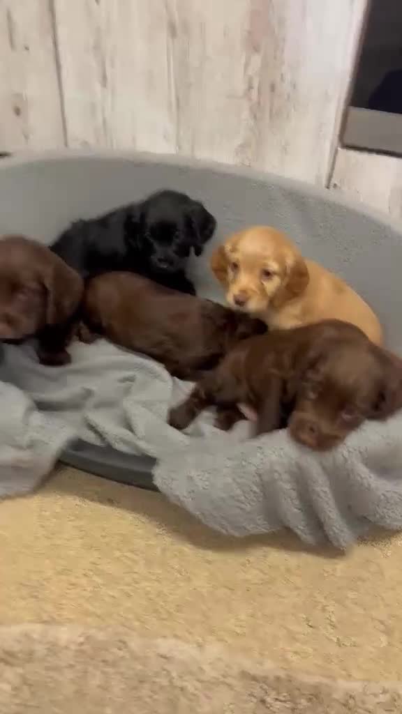 Cocker Spaniel dogs for sale: Fully Kc registered cocker spaniel puppies  - Video 1