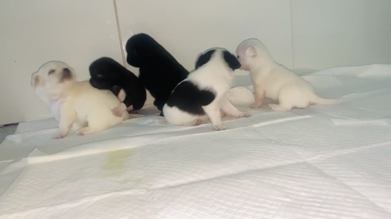 Chug dogs for sale: Chug puppies - Video 1