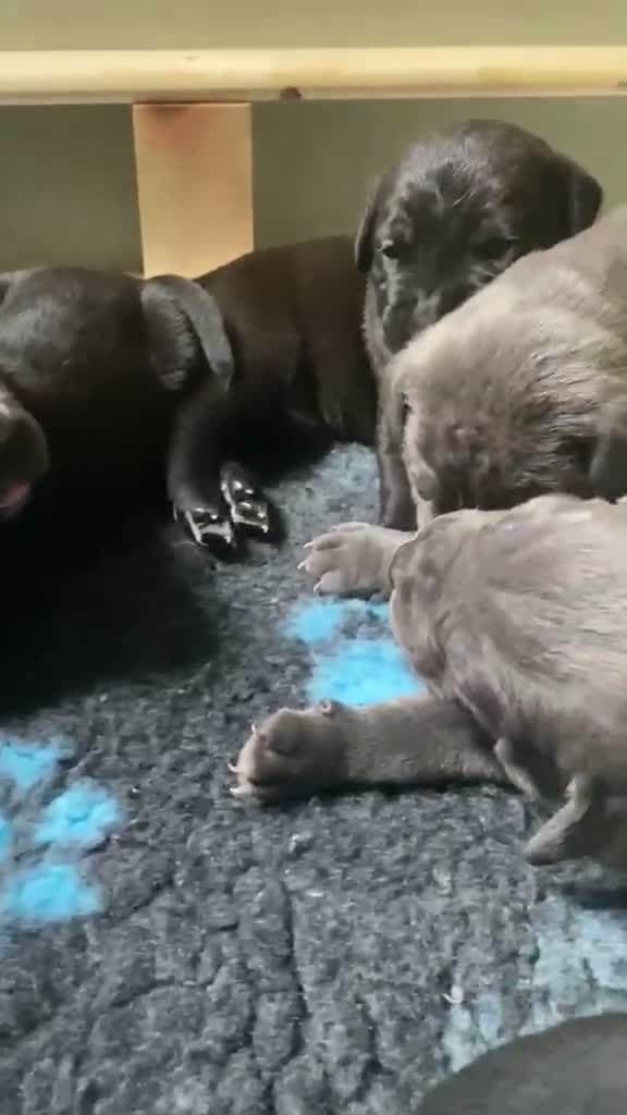 Mixed Breed dogs for sale: Beautiful Cane Corso Puppy  in London - Video 2