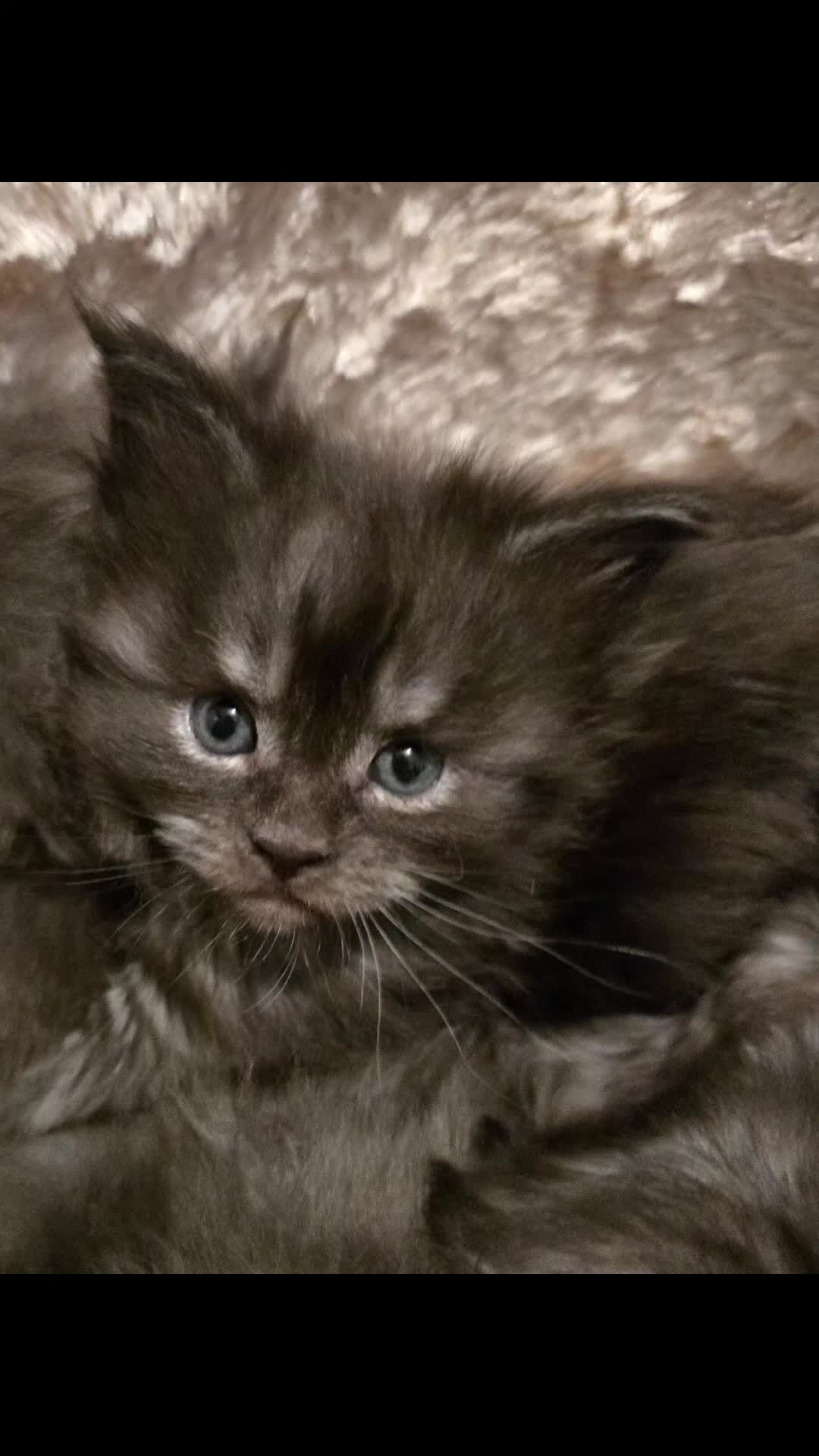 Maine Coon cats for sale: ✨✨ POLLYDACTYL MC  TiCA REG - Video 1