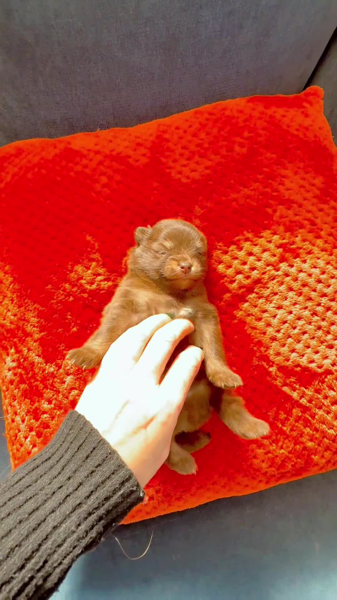 Pomchi dogs for sale: Stunning little loving girl - Video 2