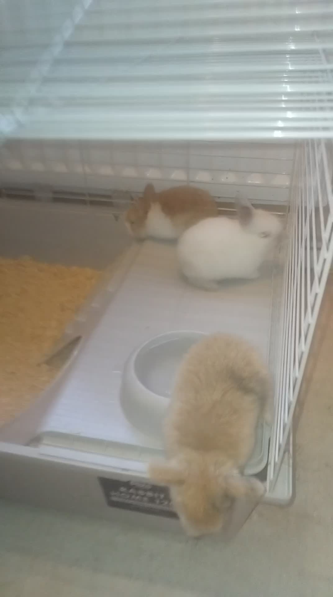 Mini Lion Lop rabbits for sale: Mini lop merl female rabbit  - Video 3