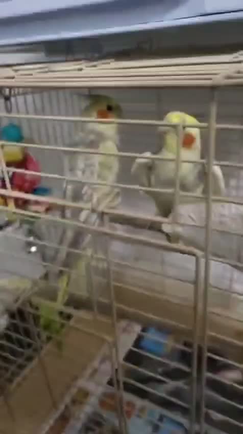 Cockatiels birds for sale: cockatiels  - Video 5