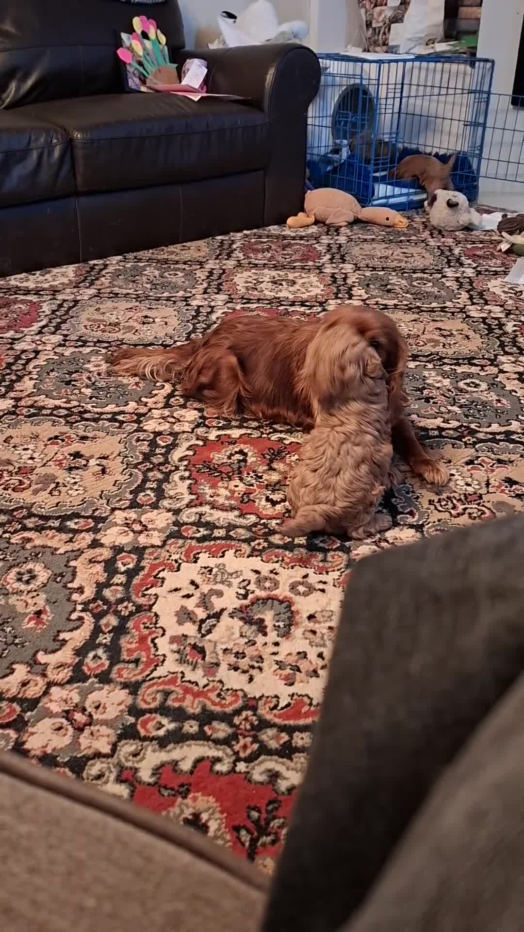 Cavapoo dogs for sale: Health tested fully vaccinated toy Cavapoo - Video 2