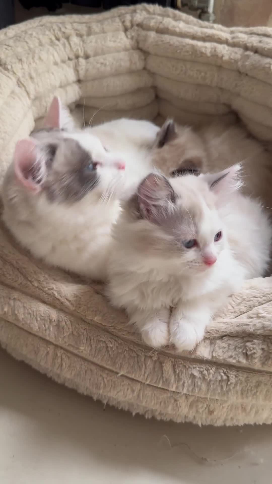 Ragdoll cats for sale: Ragdoll kittens  - Video 1