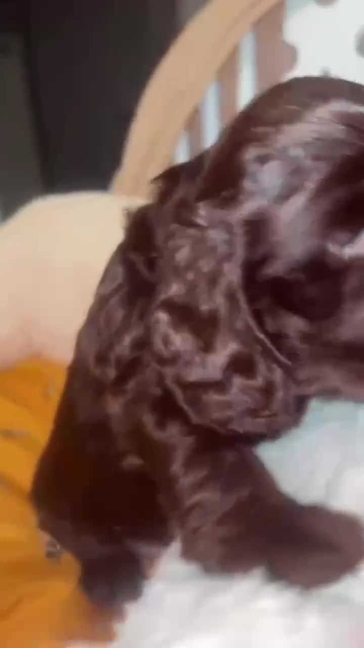 Cocker Spaniel dogs for sale: Show cocker spaniel  - Video 2