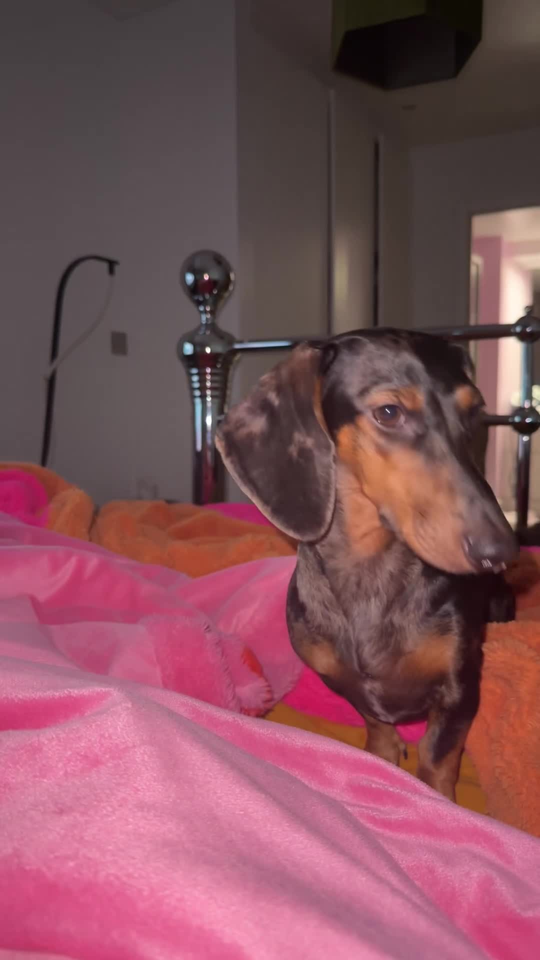 Dachshund dogs for stud: Dachshund Stud Wanted - Video 1