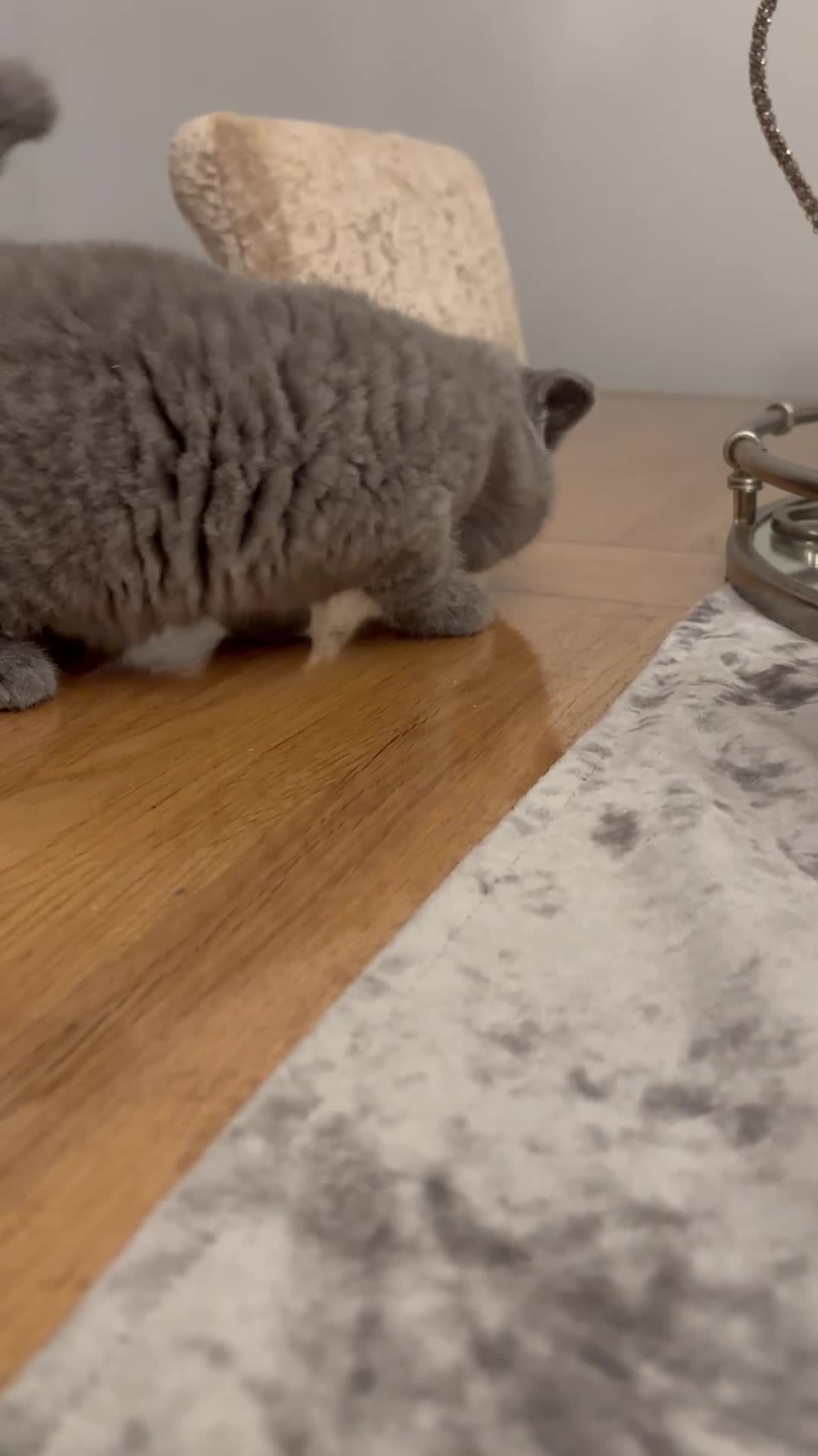British Shorthair cats for sale: GCCF reg. BSH male and Blue cream girl  - Video 1