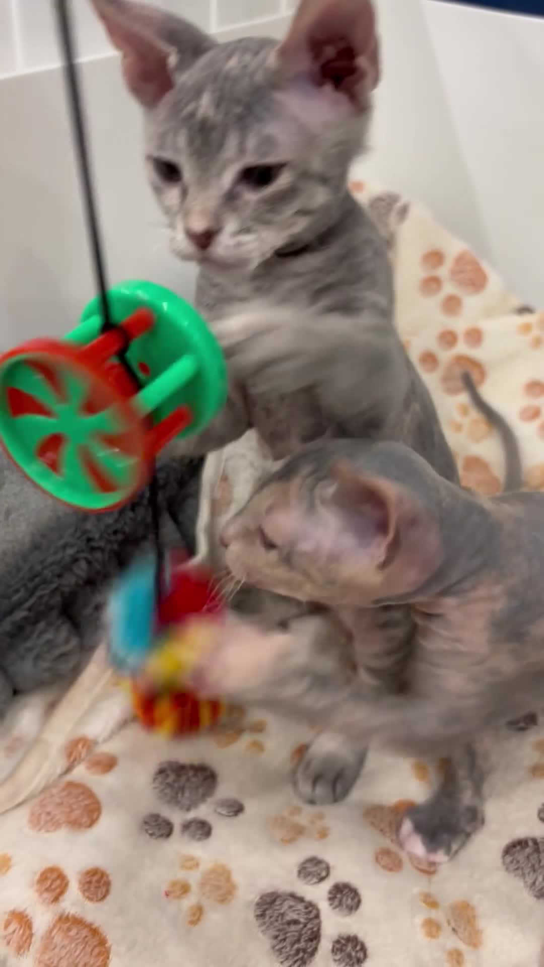 Sphynx cats for sale: Donskoy - Video 2