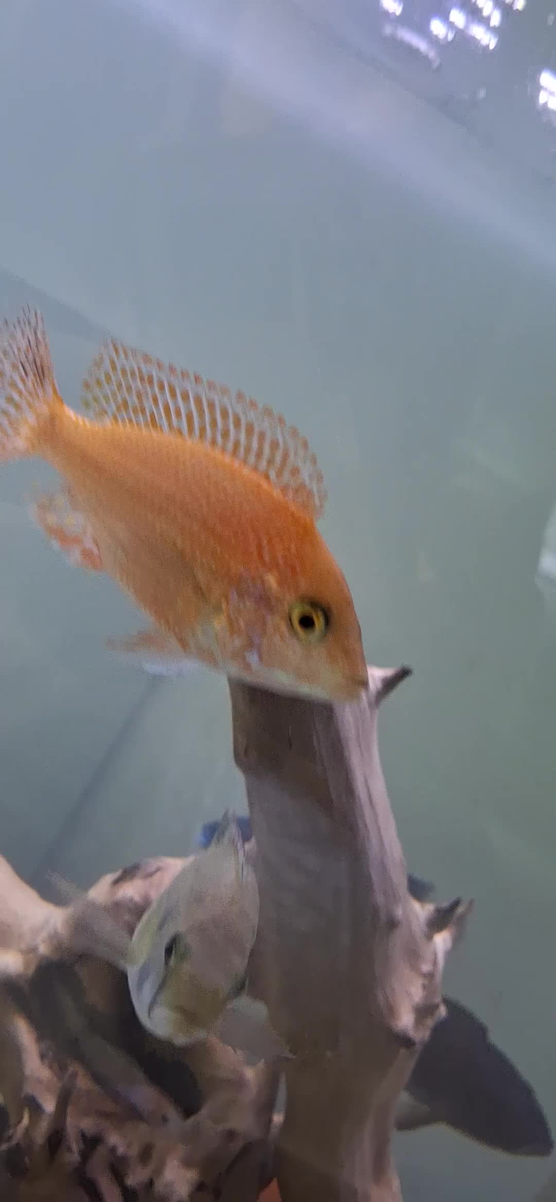 Other/Mixed Breed fish for sale: Various Fish For Sale. List&price in description. - Video 1