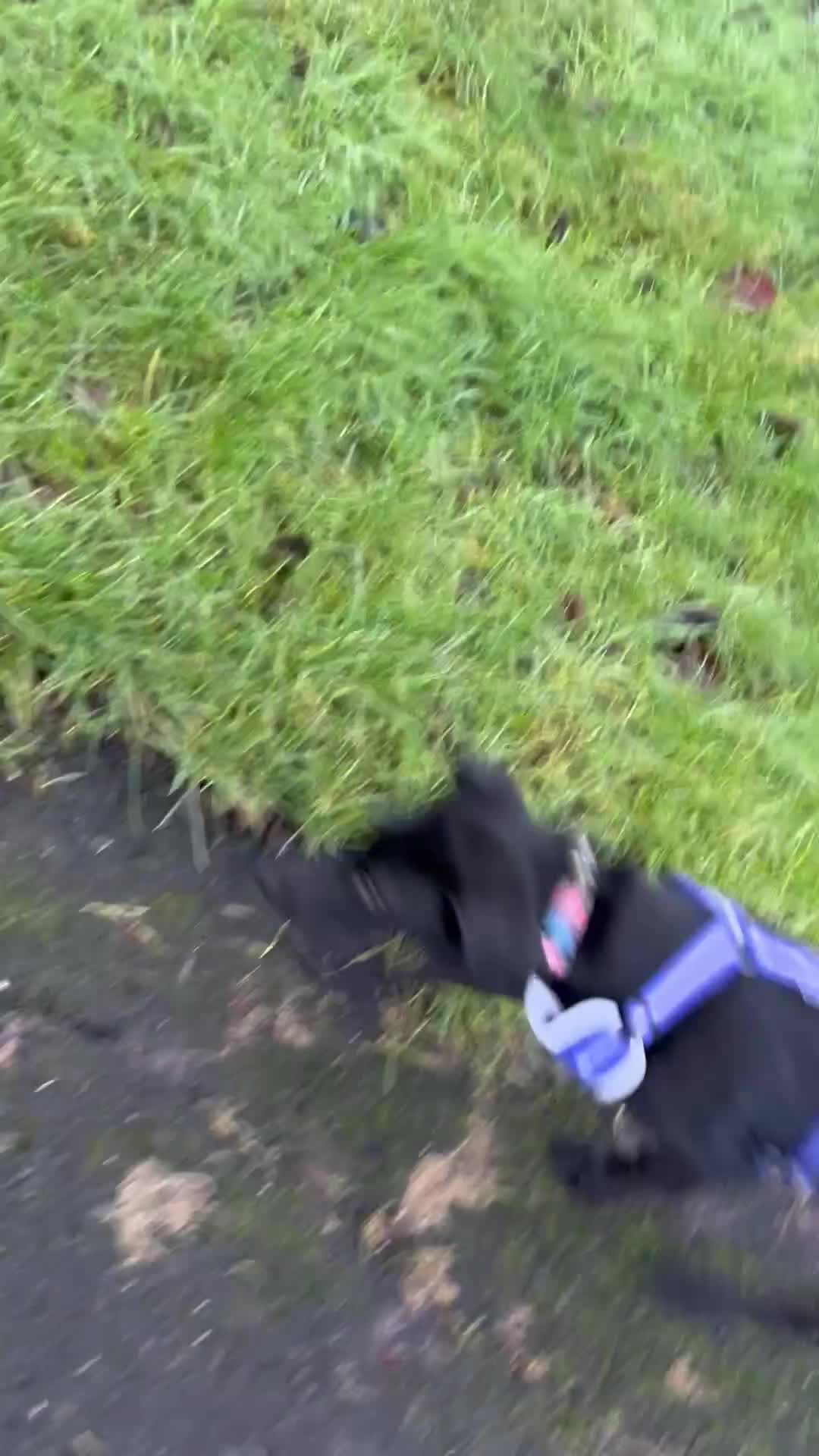 Labrador Retriever dogs for sale: Male Labrador  - Video 1