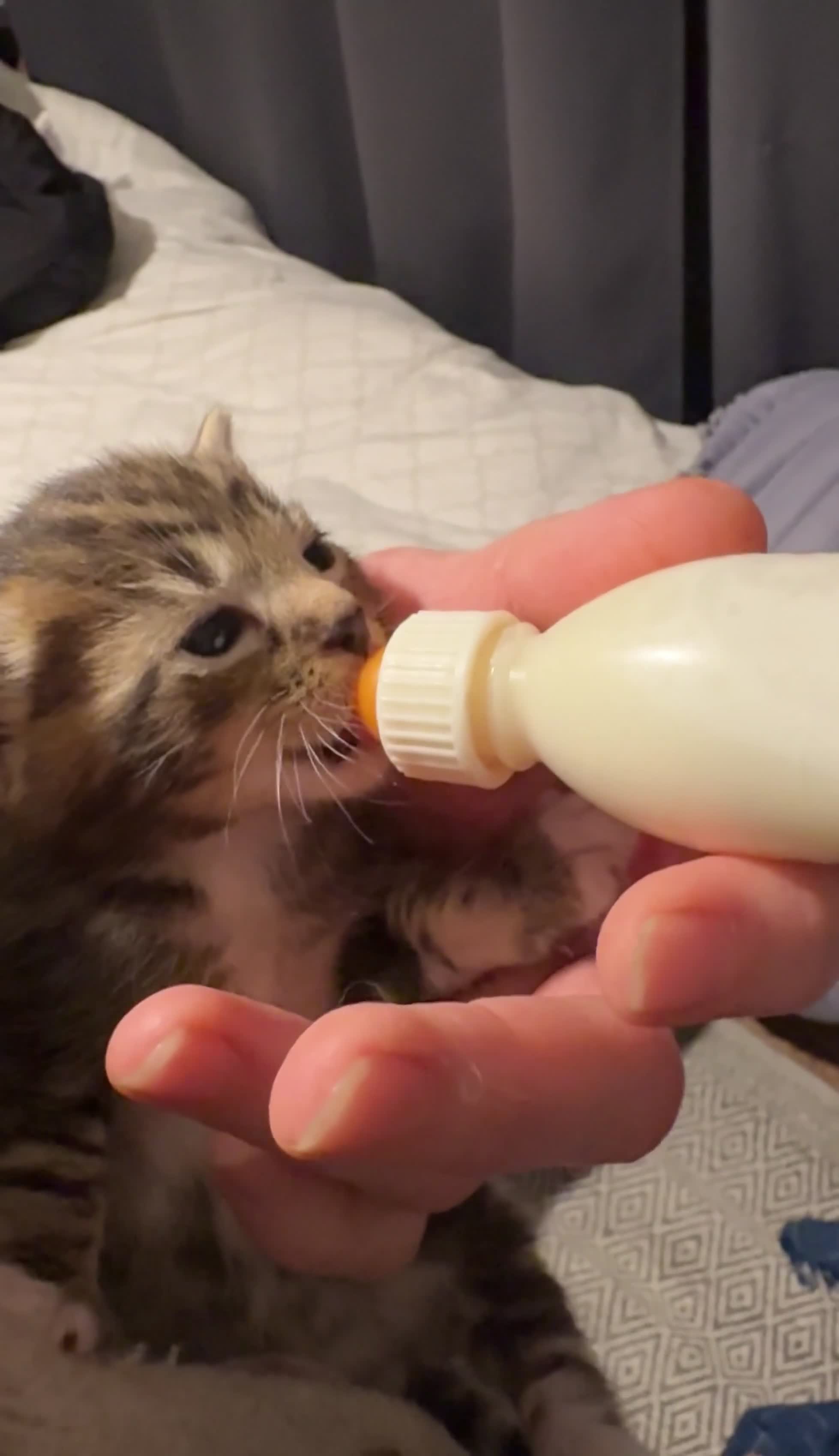 Domestic Shorthair cats for sale: 10 adorable kittens — 6 girls and 4 boys ☺️ - Video 1