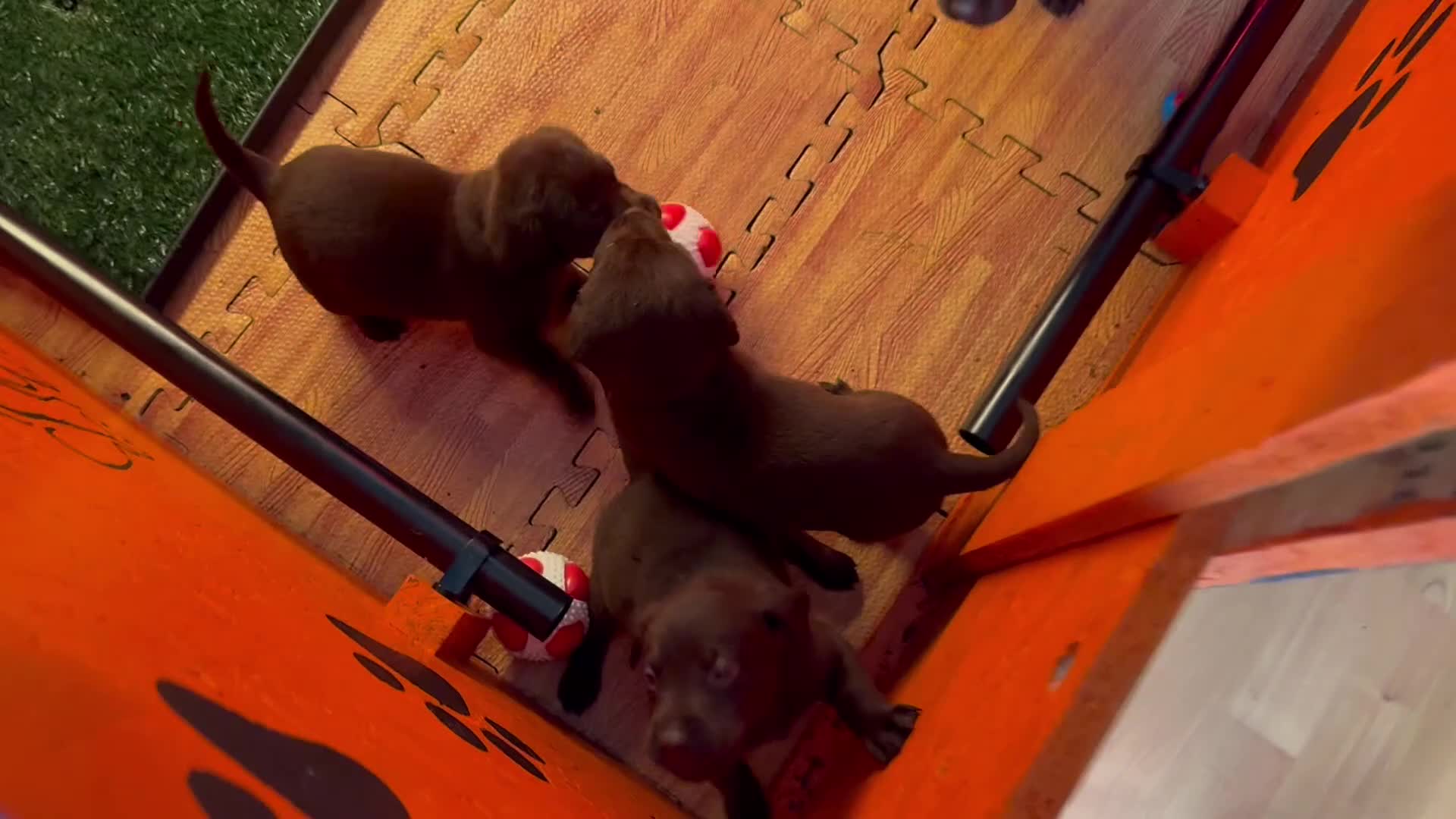 Labrador Retriever dogs for sale: PUPPIES 8 WEEKS OLD CAN LEAVE NOW! - Video 3