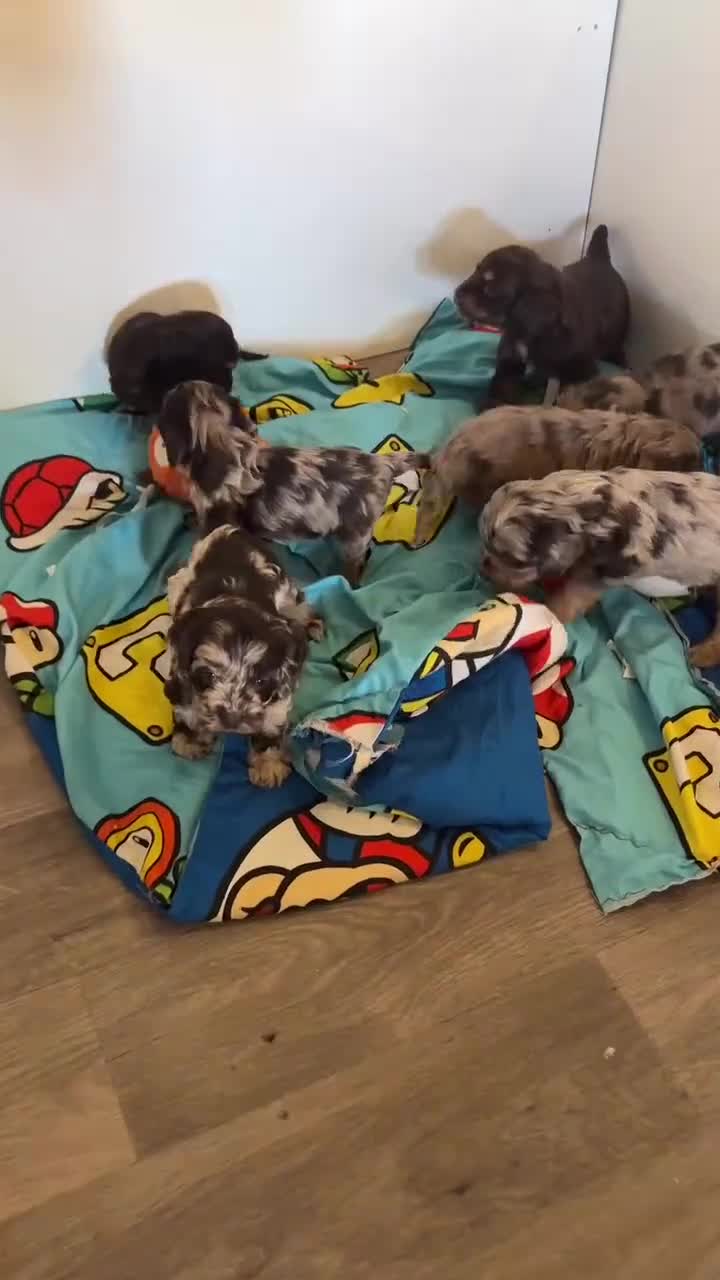 Cockapoo dogs for sale: Chocolate merl and tan point American cockapoo  - Video 4