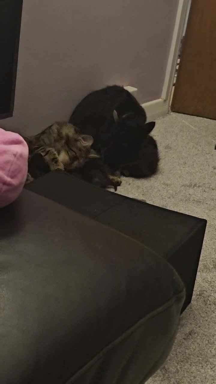 Mixed Breed cats for sale: Mixed 1/4 maine coon kittens  - Video 2