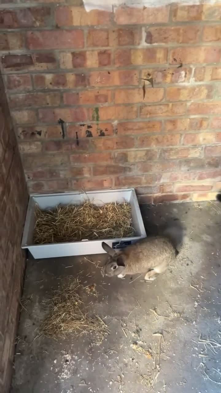 English rabbits for sale: 2 rabbits for sale  in Egham - Video 1