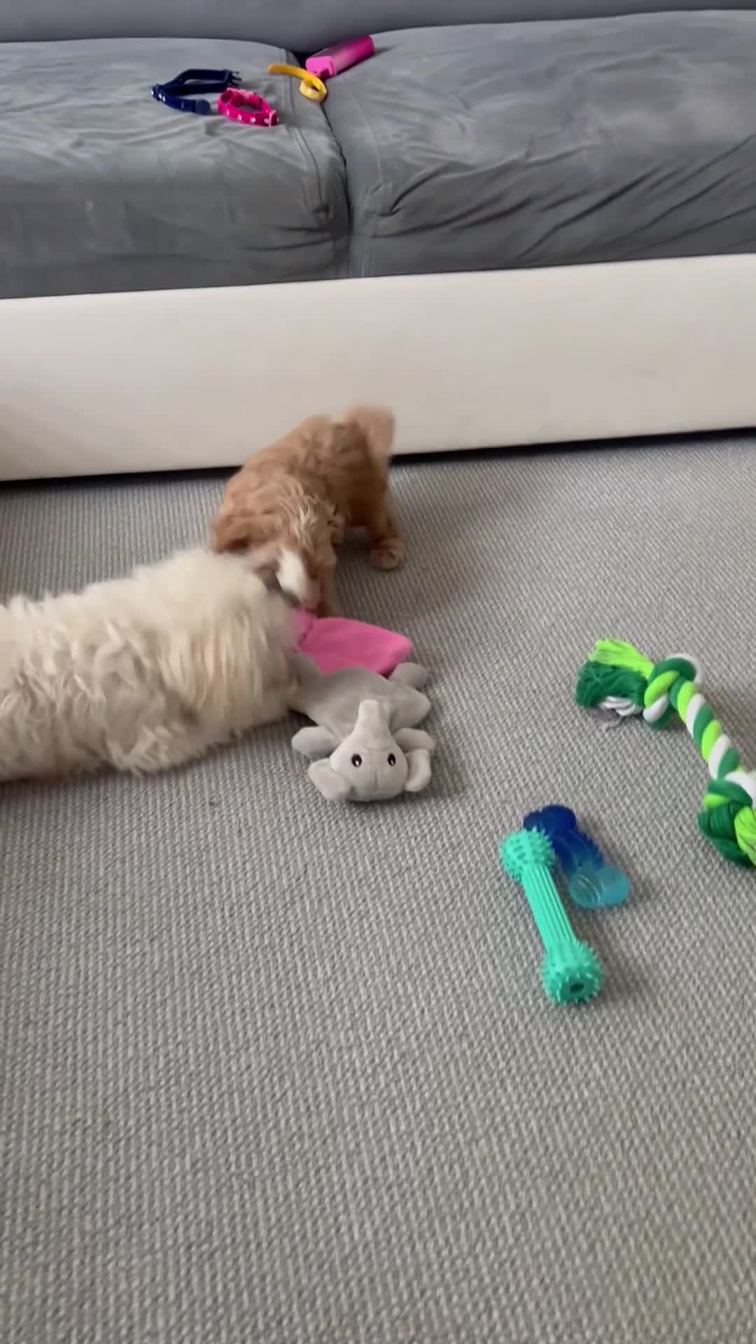 Maltipoo dogs for sale: Beautiful Tiny Maltipoo 3 girls 1 boy  - Video 4