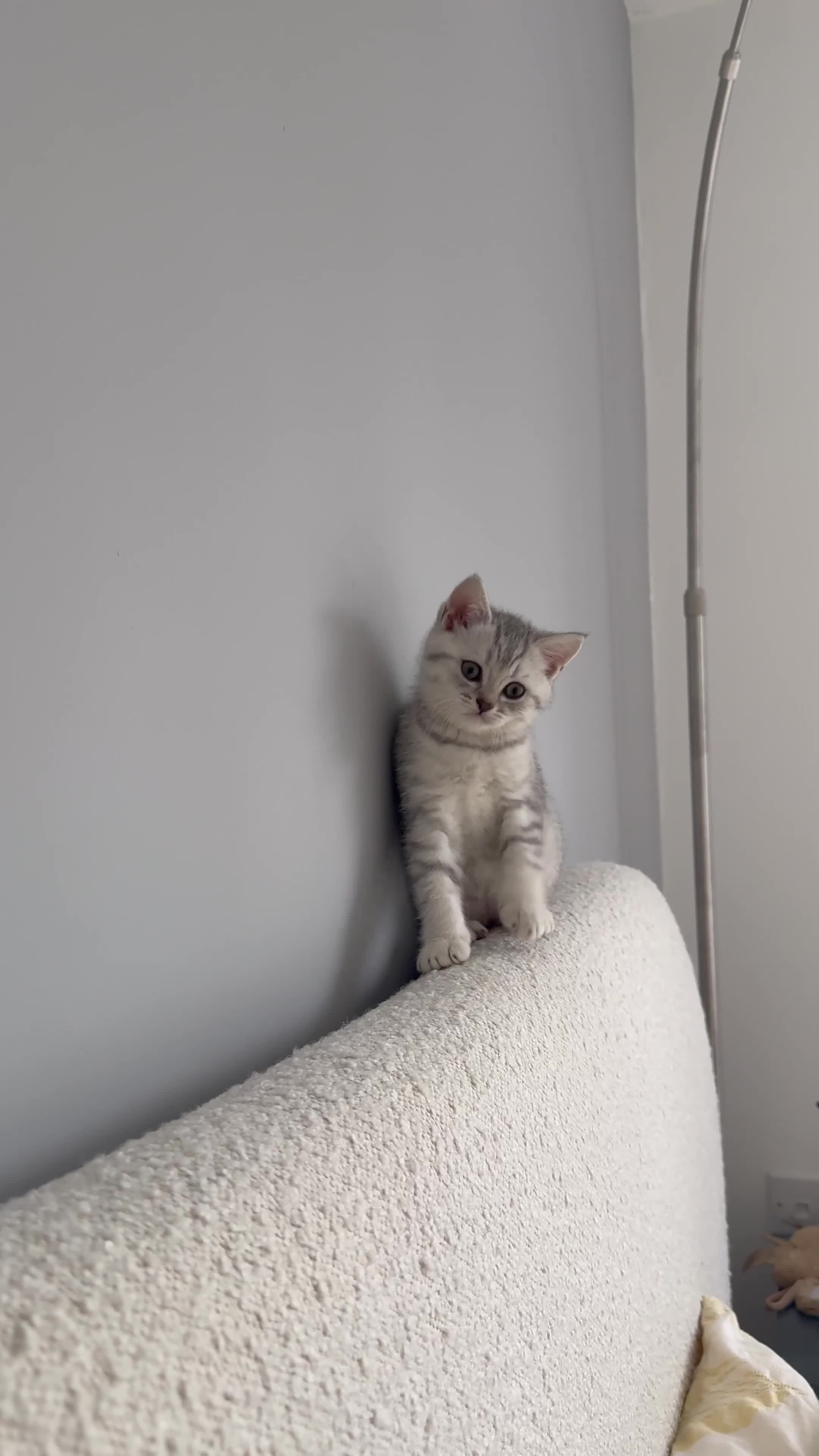 British Shorthair cats for sale: British shorthair adorable Kittens - Video 3