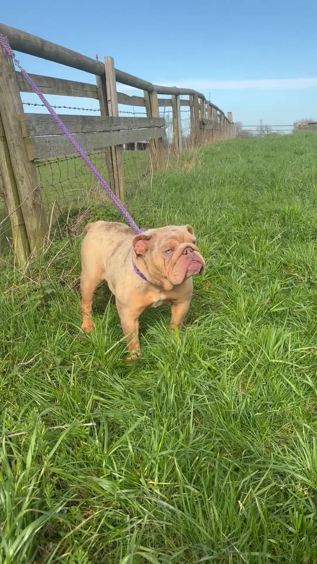 English Bulldog dogs for sale: Loving Merle female  - Video 1