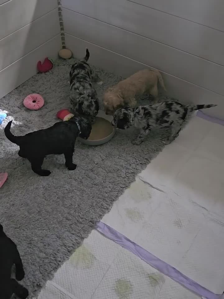Labradoodle dogs for sale: True Multigen labradoodles  - Video 1