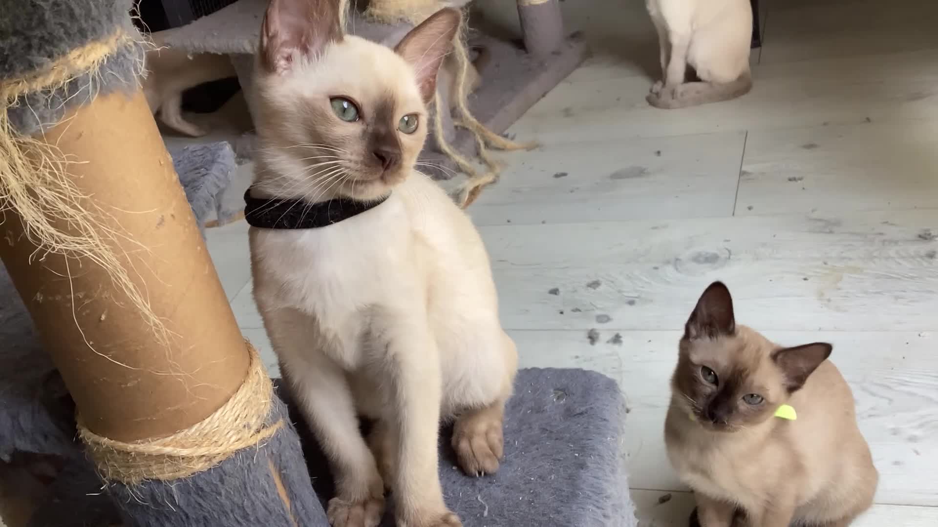 Tonkinese cats for sale: Tonkinese kittens ready now - Video 1
