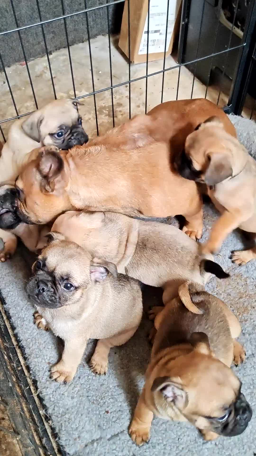 Frug dogs for sale: MRS H D Keld - Video 1