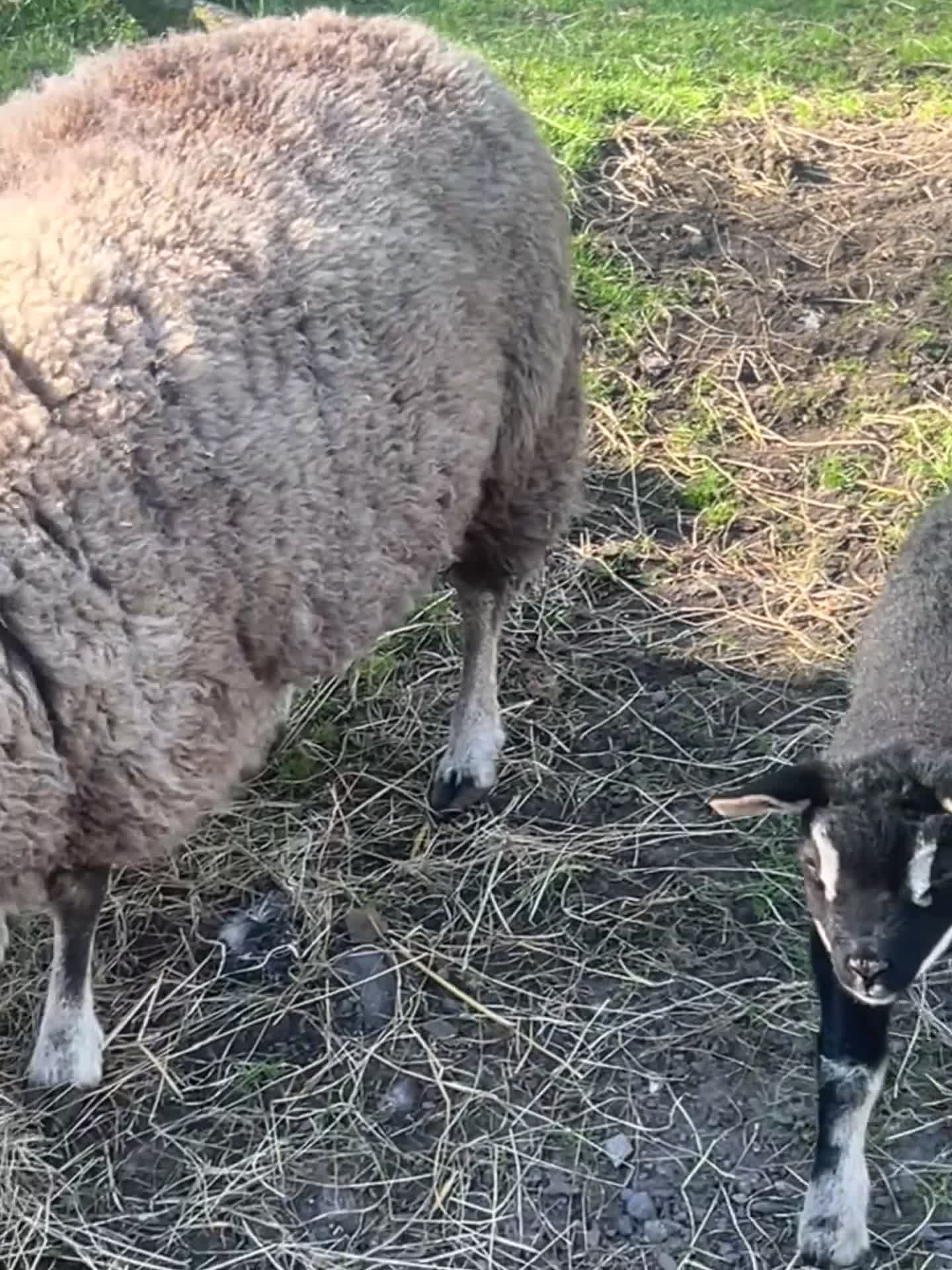 Sheep livestock for sale: Badgerface texel ewe and tup lamb  - Video 1