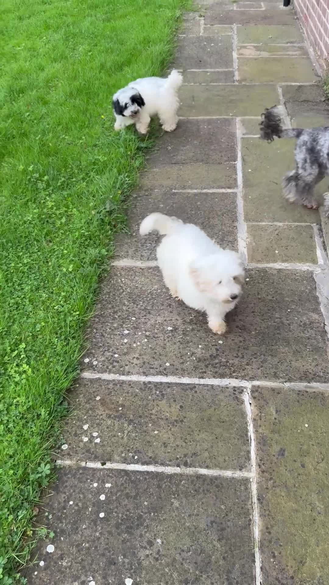 Maltipoo dogs for sale: 🌟LAST 2🌟 Black+White Boy 🐼 Biscuit+White Girl🍪 - Video 2
