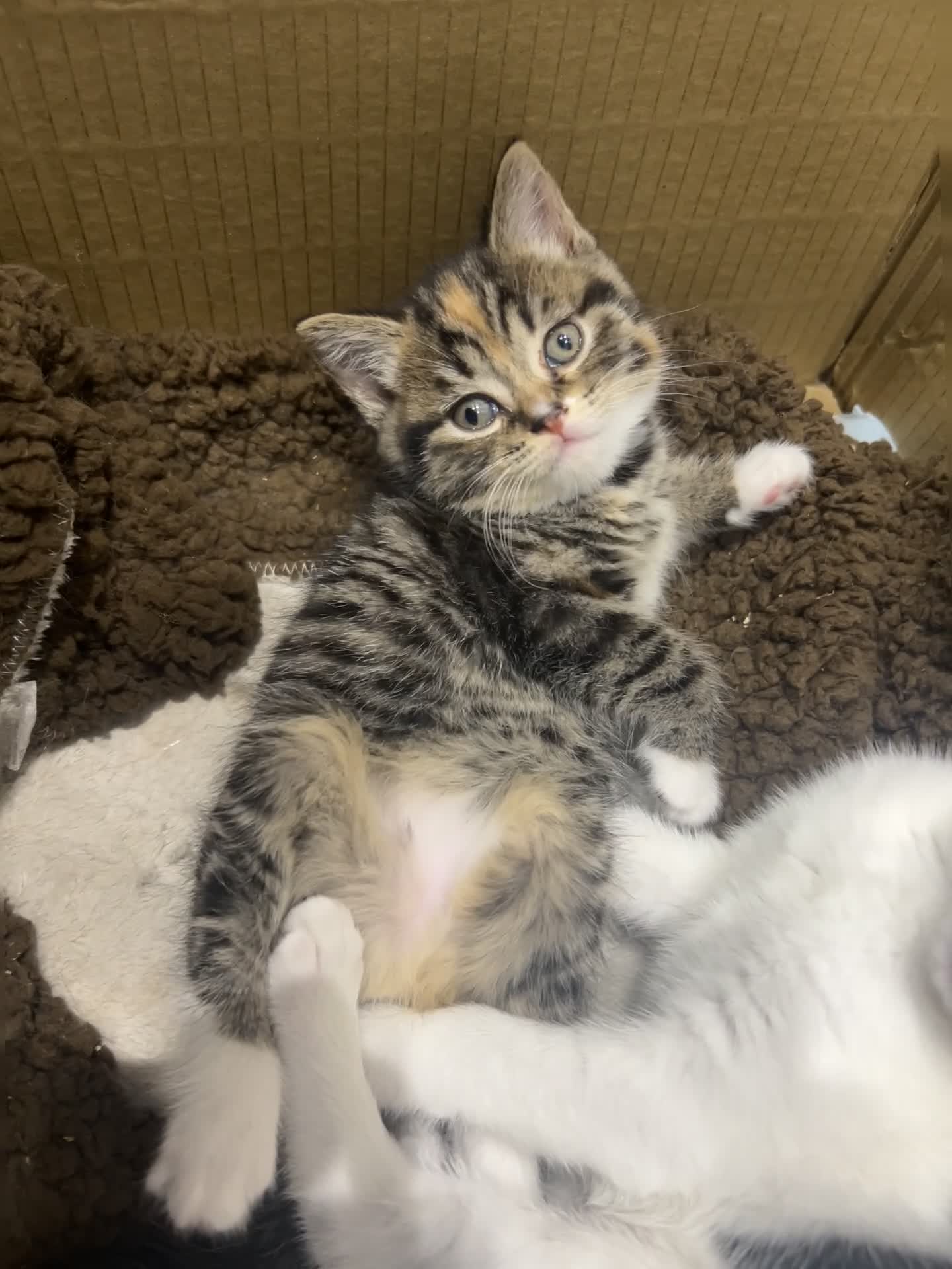 British Shorthair cats for sale: Cuteness Alert - Five BSH kittens ready to rehome - Video 3