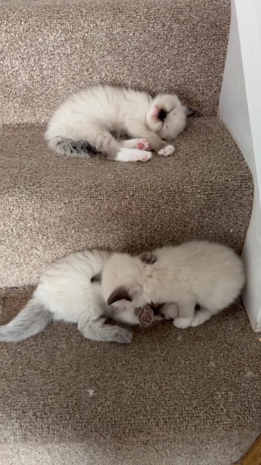 Ragdoll cats for sale: Beautiful Ragdoll kittens! in Fareham - Video 2