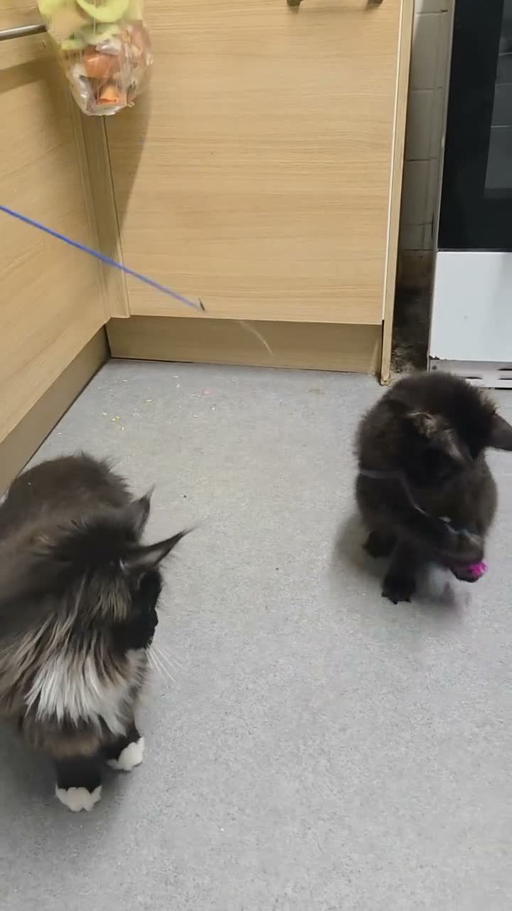 Maine Coon cats for sale: Stunning Lady Maine Coon TICA registered  - Video 1