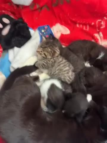 Mixed Breed cats for sale: 7 beautiful kitten for sale bilston  - Video 2