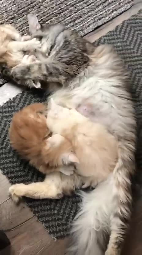 Maine Coon cats for sale: Maine Coon Kittens Ready Now !! - Video 1